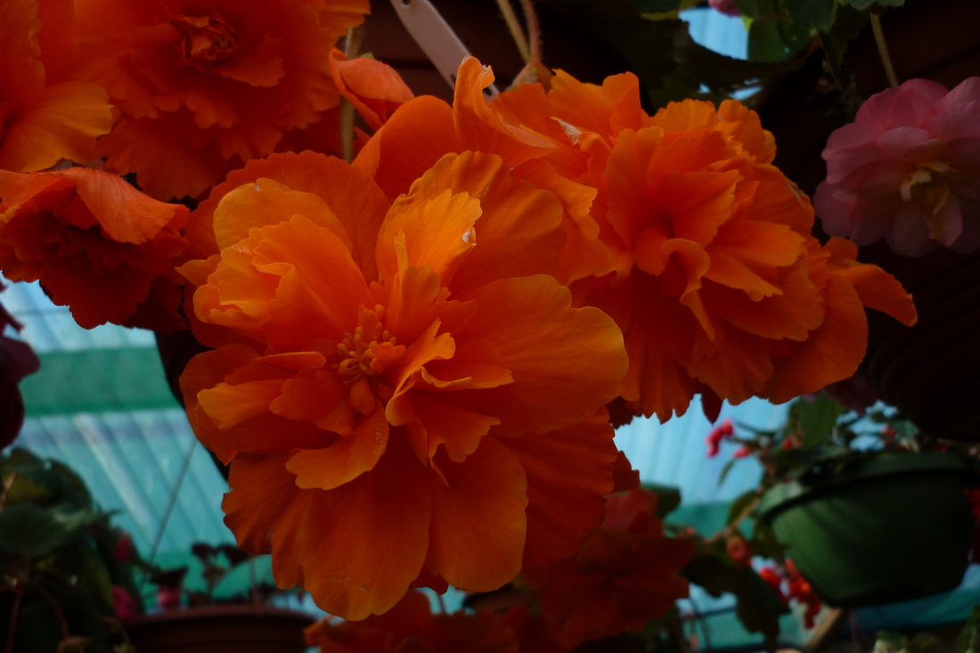 B. ‘Peter II Champion’